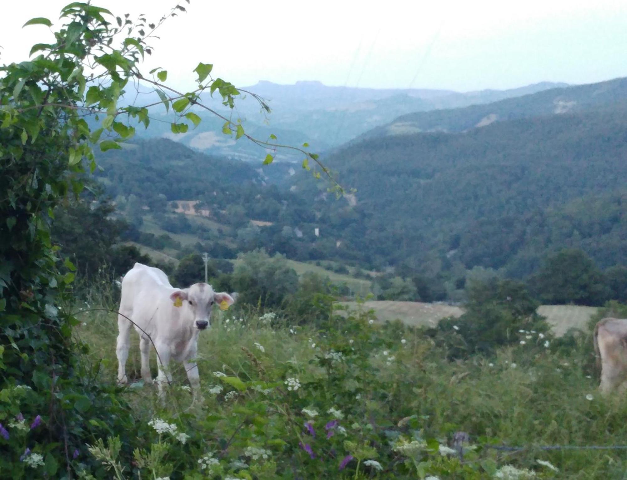 Caprile Fattoria Di Arsicci别墅 外观 照片